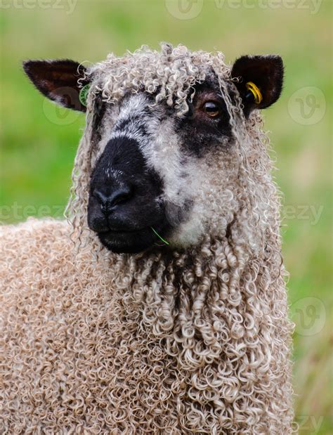 Wensleydale Sheep 703263 Stock Photo at Vecteezy