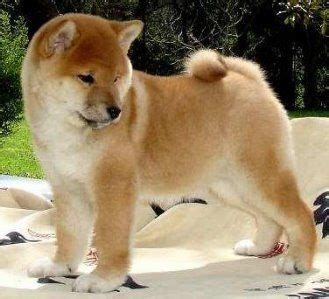 shiba inu akita mix - Google Search | Japanese dogs, Pet dogs, Shiba inu