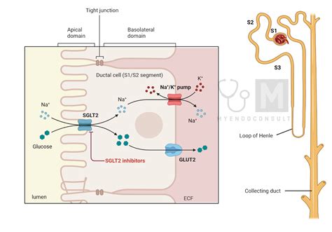 Mechanism Of Action Of SGLT-2 Inhibitors - My Endo Consult