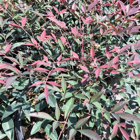 5+ Dwarf Nandina Varieties From Australia & Texas| Nandina Plants