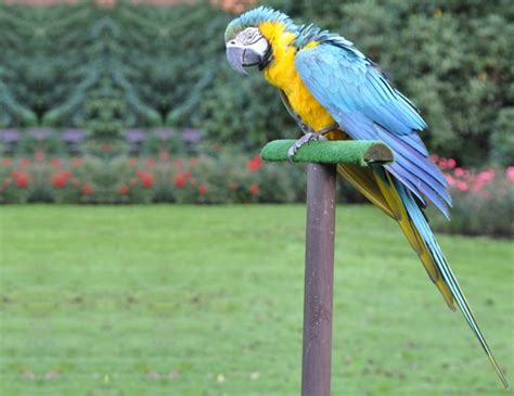 Macaw Parrots Lifespan | Bruin Blog