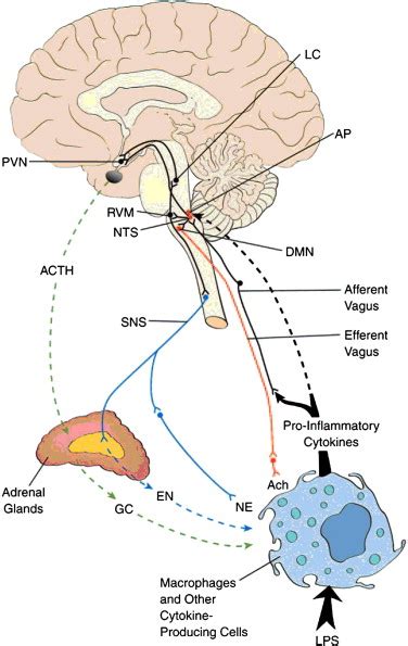 The Cholinergic Anti-Inflammatory Pathway and the Gastrointestinal Tract - Gastroenterology