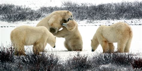 As Polar Bears Cuddle Up To Churchill, Manitoba, Officials Work To Keep ...