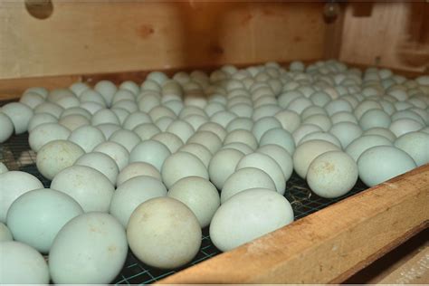 Hatching Duck Eggs: Complete 28 Day Incubation Guide, 43% OFF