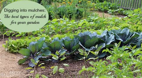 Digging Into Mulches: Types of Landscape Mulch for Your Garden