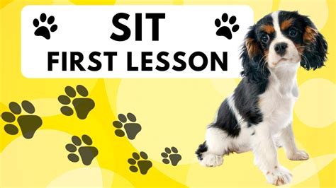 How to Train a Cavalier King Charles Spaniel Puppy to Sit Lesson 1 | How to Train a Cavalier to ...