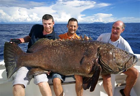 Biggest Fish Ever Caught: 17 World Record Fish! - Fishmasters.com