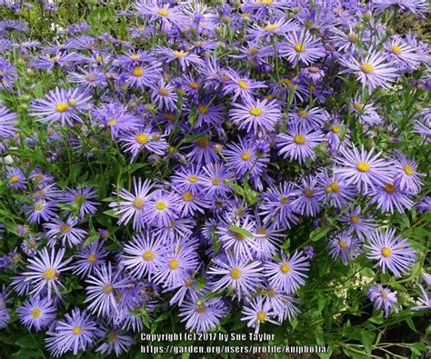 Asters: Plant Care and Collection of Varieties - Garden.org