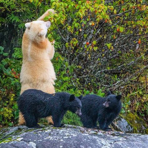 Paul Nicklen - Two Spirit Bear (Kermode Bear) cubs wait... | Kermode ...