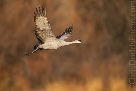 Sandhill Crane — Nature Photography Blog