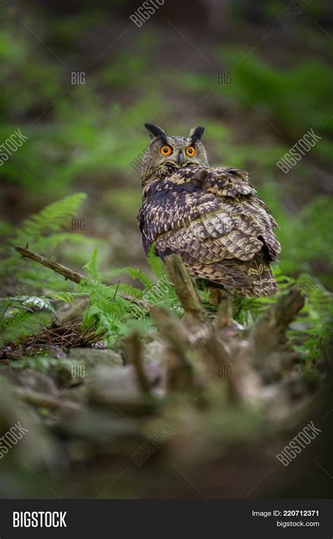 Bubo Bubo. Owl Natural Image & Photo (Free Trial) | Bigstock