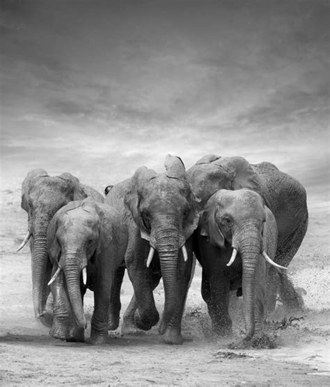 Black & White Elephant Herd Wallpaper Wall Mural