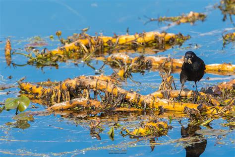 Common Grackle Nesting-4960.jpg | Bryan Stewart | Flickr