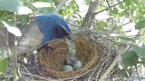 Scrub Jay Nest Activity Close-Up 4-14-2014 (6 clips) V17419 - YouTube