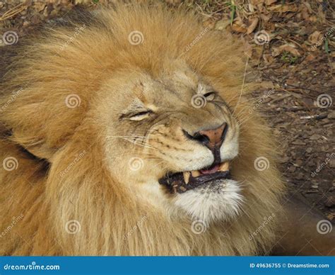 Smiley Face Lion stock image. Image of silly, handsome - 49636755