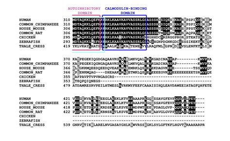 Multiple sequence alignment