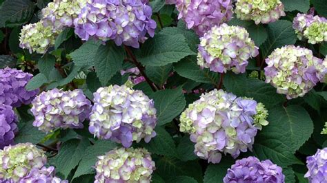 Bailey Nurseries Develops Program That Texts Plant Care Tips For Endless Summer Hydrangeas ...