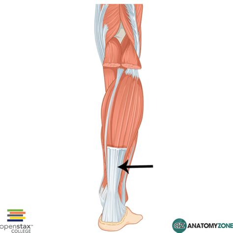 Calcaneal (Achilles) Tendon - AnatomyZone