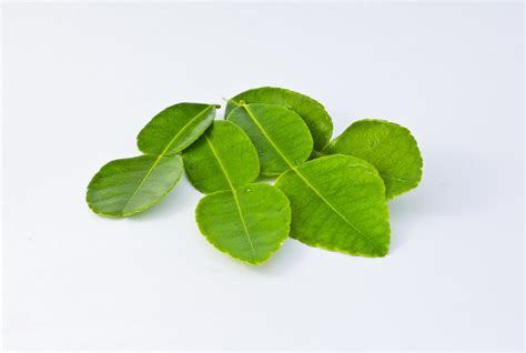 Kaffir lime leaves 10098061 Stock Photo at Vecteezy