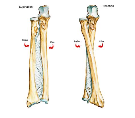 Ulna Bone Anatomy – Earth's Lab