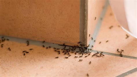 Advantages of Why You Should Be Making Use of an Eco-Friendly Ant ...