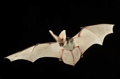 Spotted Bat - Natural Sounds (U.S. National Park Service)