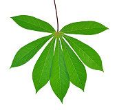 Free Cassava Leaf Stock Photo - FreeImages.com