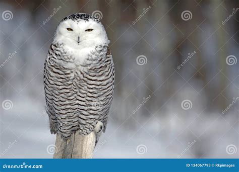 Snowy Owl hunting. stock image. Image of snowy, blurred - 134067793