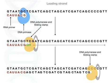 Meet DNA Primase: The Initiator Of DNA Replication