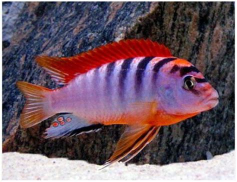 MALAWI CICHLID 5 X LABIDOCHROMIS HONGI SUPER RED TOP 6cm- 8cm | Cichlids, Cichlid aquarium ...