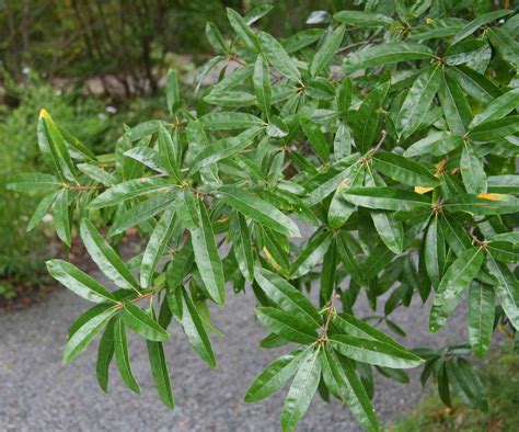 Willow Oak, a Top 100 Common Tree in North America