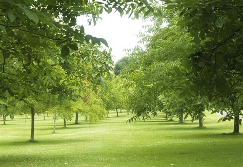 The Walnut Tree Company | Potash Farm