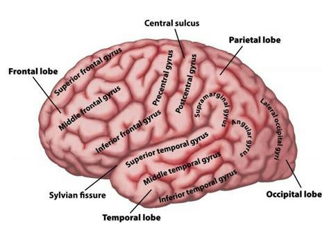 Sylvian fissure divides "Temporal lobe" from "Frontal & Parietal lobe" | Brain anatomy, Medical ...