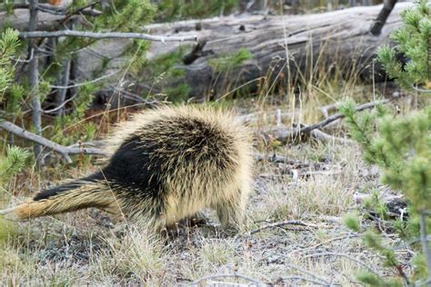 Yellowstone Animals | WP3 Photography