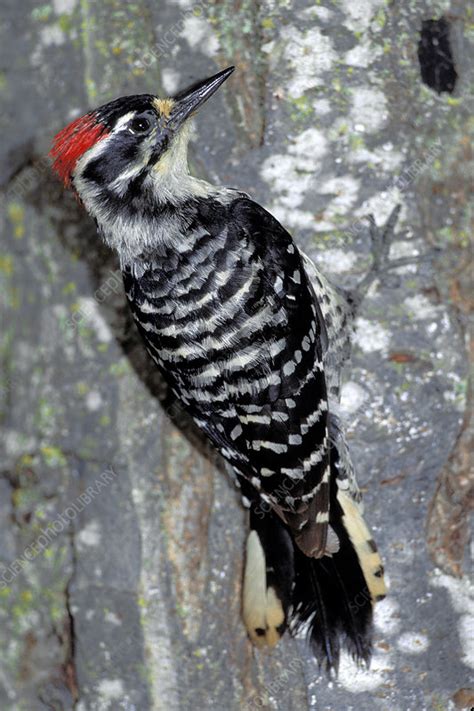 Nuttall's Woodpecker - Stock Image - Z888/0076 - Science Photo Library