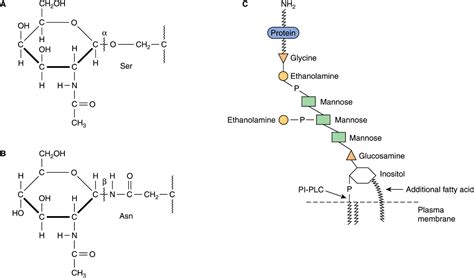 Glycoproteins | Basicmedical Key