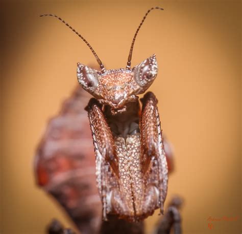 Metilia sp (Peruvian Dead Leaf Mantis) for sale