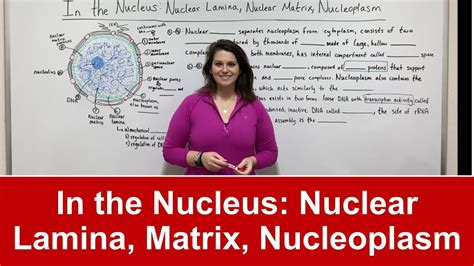 In the Nucleus: Nuclear Lamina, Nuclear Matrix, Nucleoplasm, etc. - YouTube