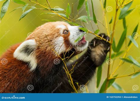 Red panda eating bamboo stock photo. Image of natural - 163755394