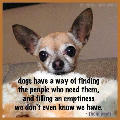 Chihuahua quotes – Artofit