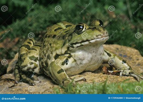 Grenouille Verte Dans Les Roseaux Stock Image | CartoonDealer.com #95800429