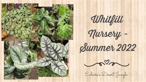 Plant shopping at Whitfill Nursery Summer 2022 | Phoenix nursery tour - YouTube