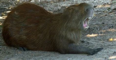 Capybara Teeth: Everything You Need to Know - IMP WORLD