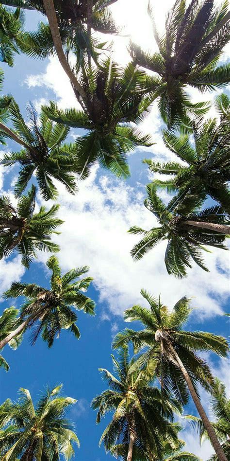 palm trees #summer in 2020 | Natur wallpaper, Iphone hintergrund sommer ...