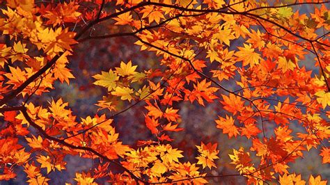 Free Autumn Leaves Wallpapers - WallpaperSafari
