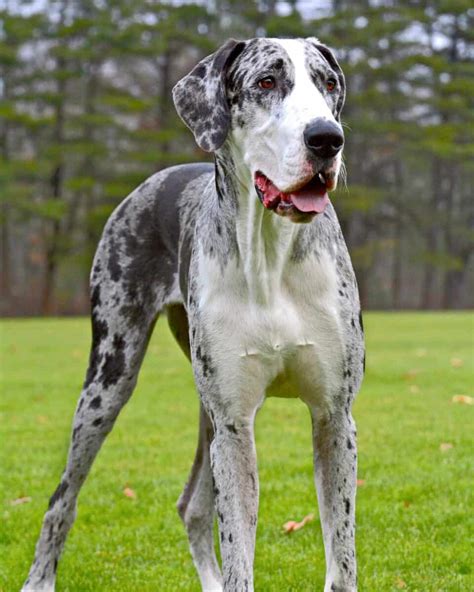 Merle Great Dane: Facts, Genetics, Health, Puppy Prices & FAQs