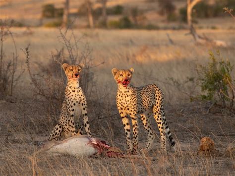 Londolozi - Luxury Safari Lodge | Londolozi Game Reserve