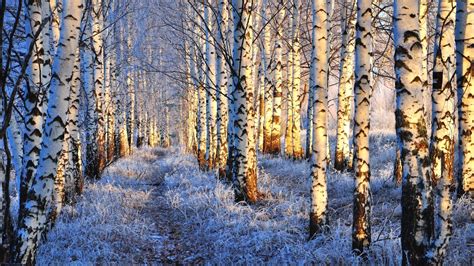 Winter Birch Forest: A Serene HD Wallpaper