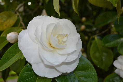 The Outlaw Gardener: Camellia Japonica is My Favorite Plant...This Week.