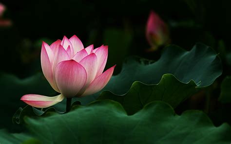 🔥 [44+] Lotus HD Wallpapers | WallpaperSafari